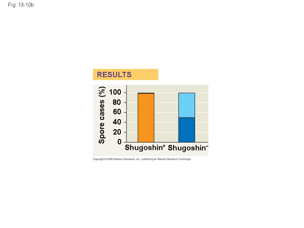 Fig. 13-10b RESULTS Shugoshin+ Shugoshin– Spore cases (%) 100 80 60 40 20 0
